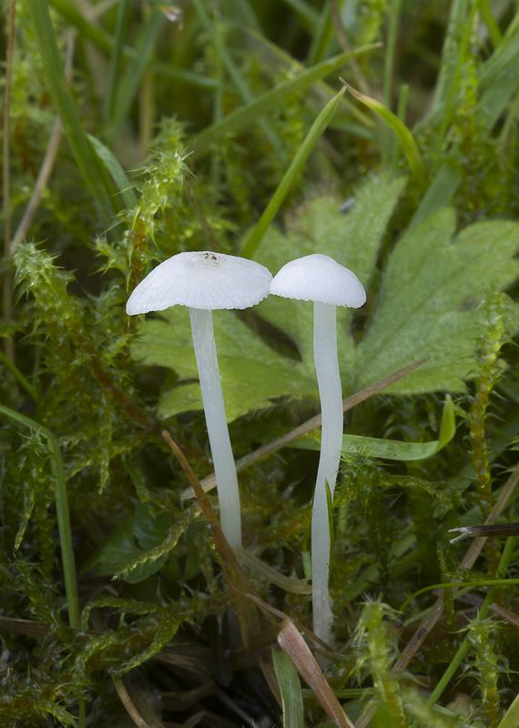 Hemimycena lactea